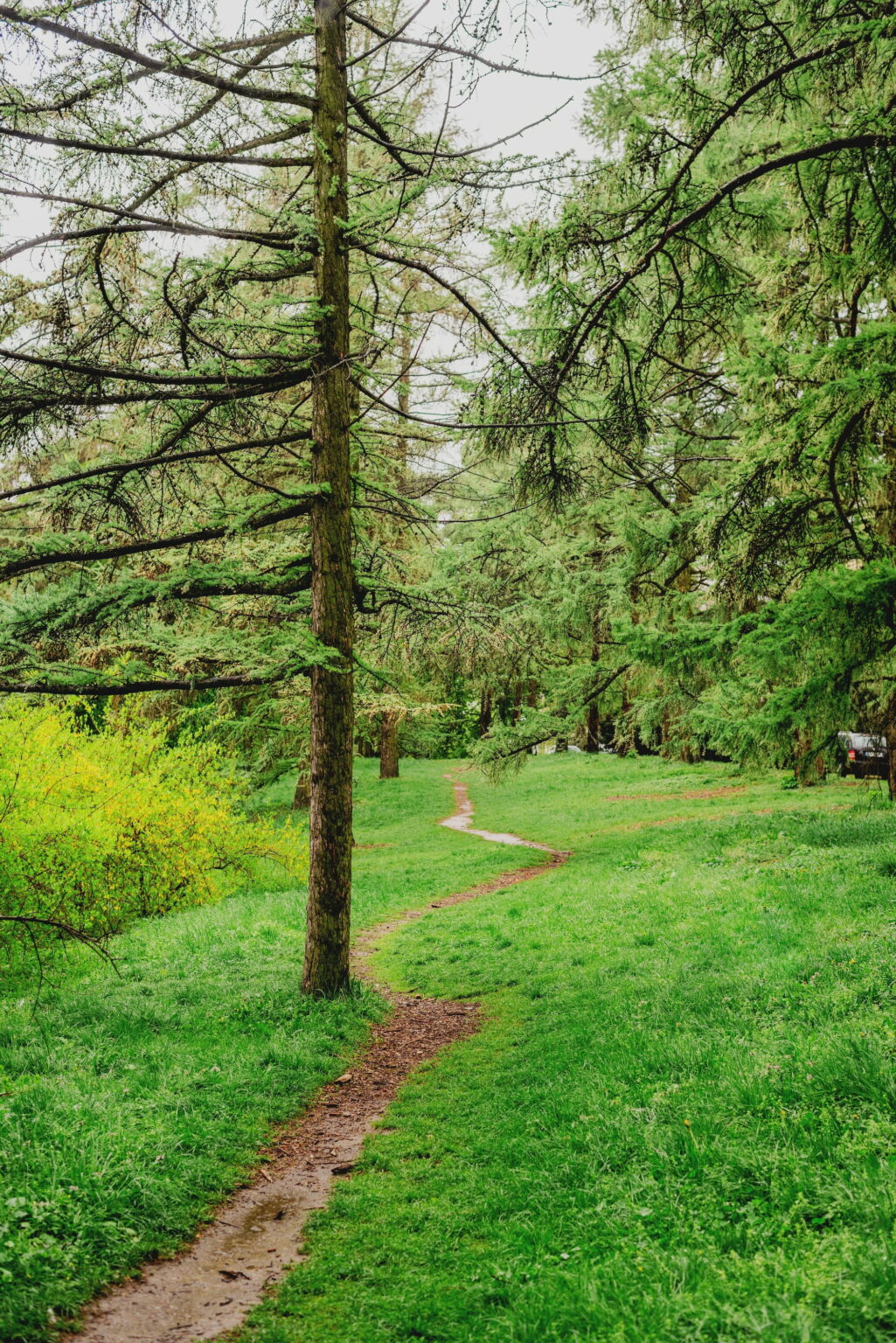 Naturpfad durch einen Tiny Forest in Berlin mit Wiese und Bäumen